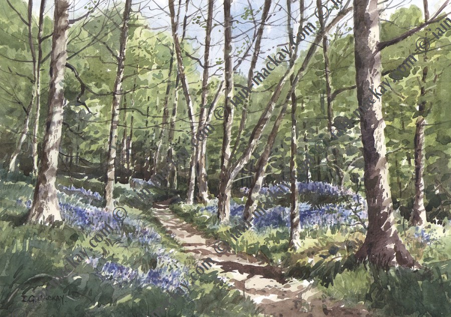 Bluebells in Pitty Wood Iain McKay